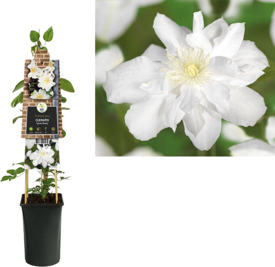 Megatuinshop.nl Klimplant Clematis Sylvia Denny (Bosrank)