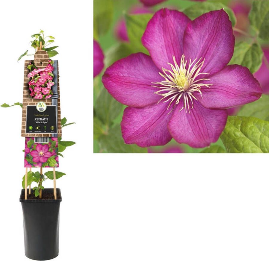 Megatuinshop.nl Klimplant Clematis Ville de Lyon (Bosrank)