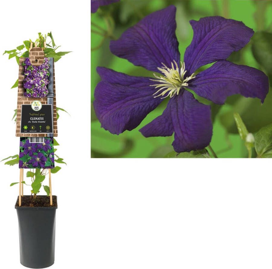 Megatuinshop.nl Klimplant Clematis vit. Etoile Violette (Bosrank)