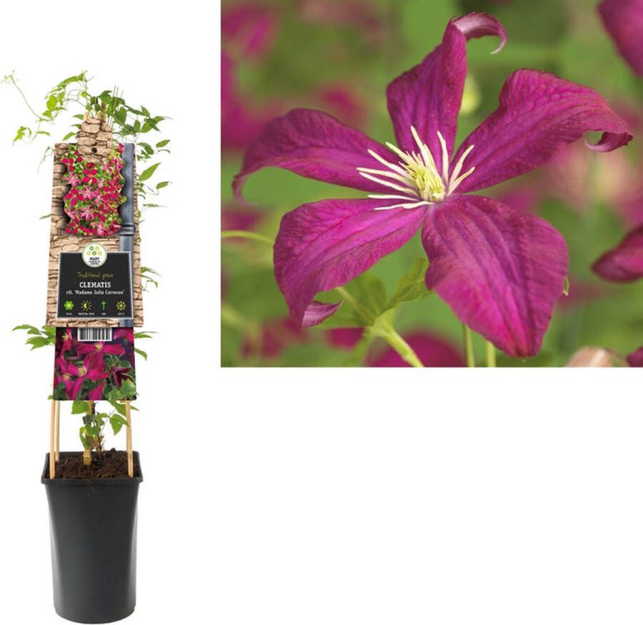 Megatuinshop.nl Klimplant Clematis vit. Madame Julia Correvon (Bosrank)