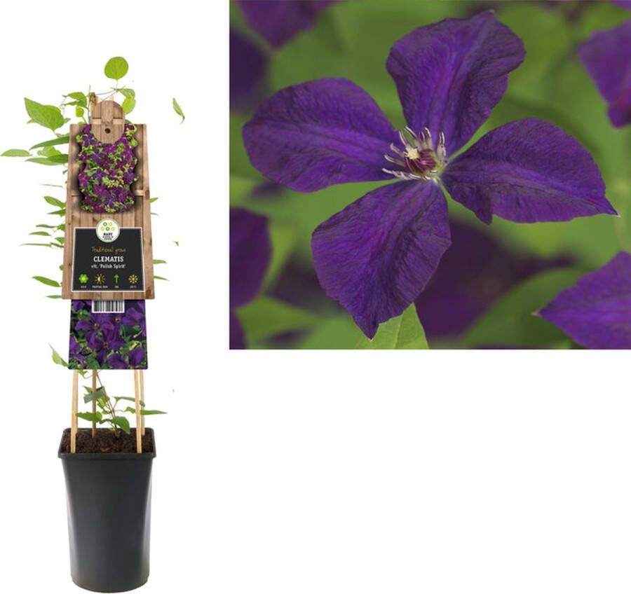 Megatuinshop.nl Klimplant Clematis vit. Polish Spirit (Bosrank)