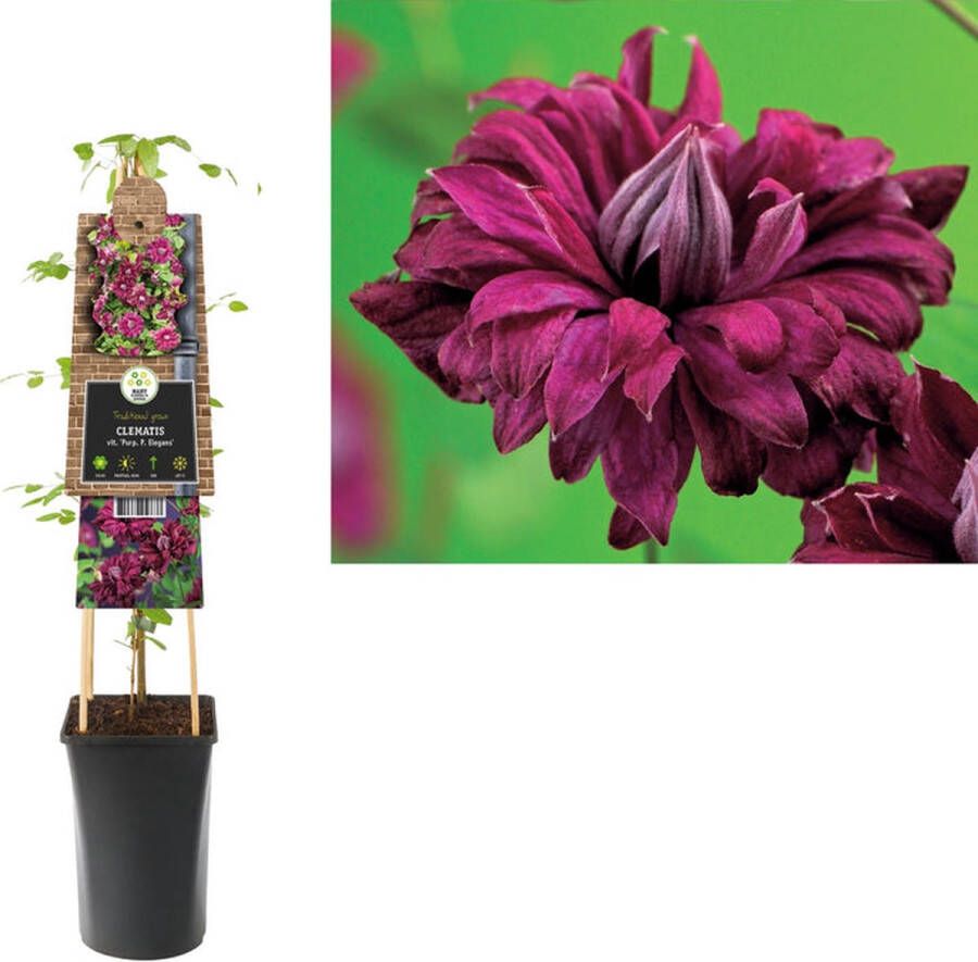 Megatuinshop.nl Klimplant Clematis vit. Purp. P. Elegans (Bosrank)