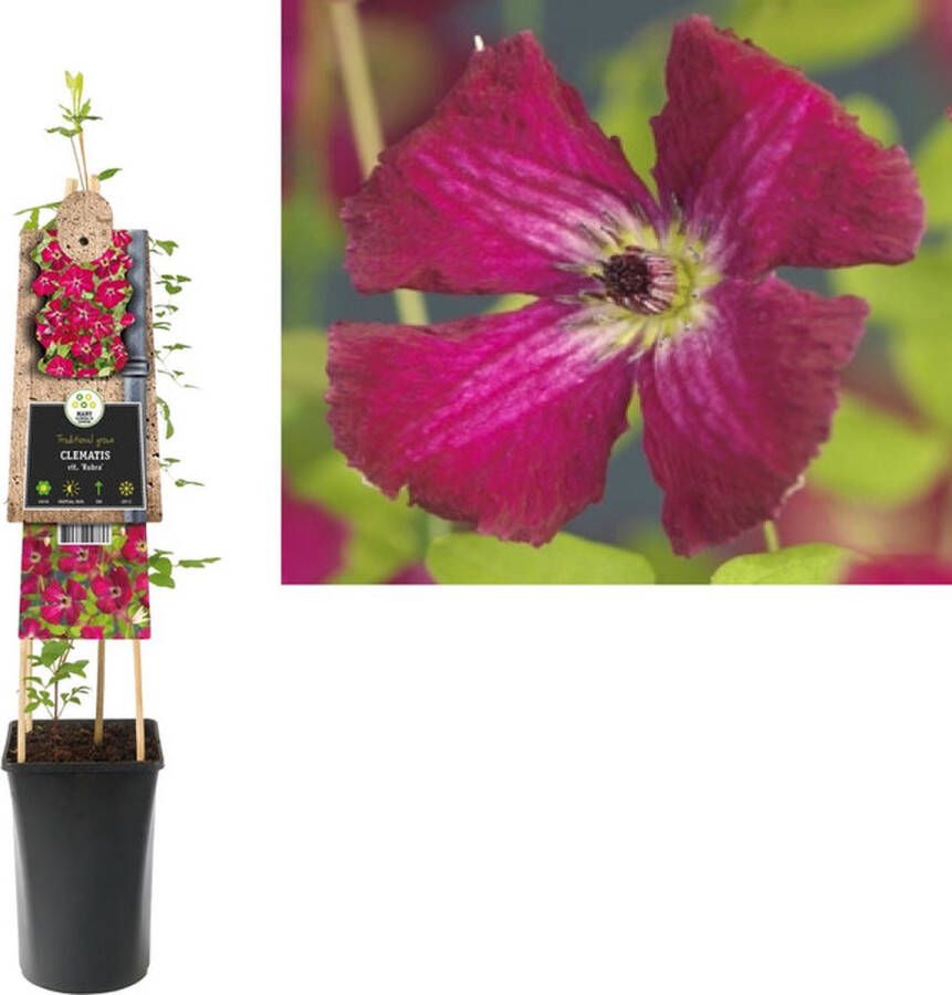 Megatuinshop.nl Klimplant Clematis vit. Rubra (Bosrank)