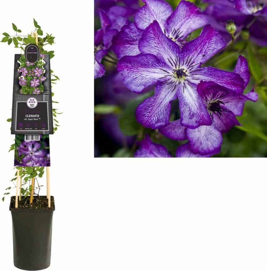 Megatuinshop.nl Klimplant Clematis vit. Super Nova PBR (Bosrank)