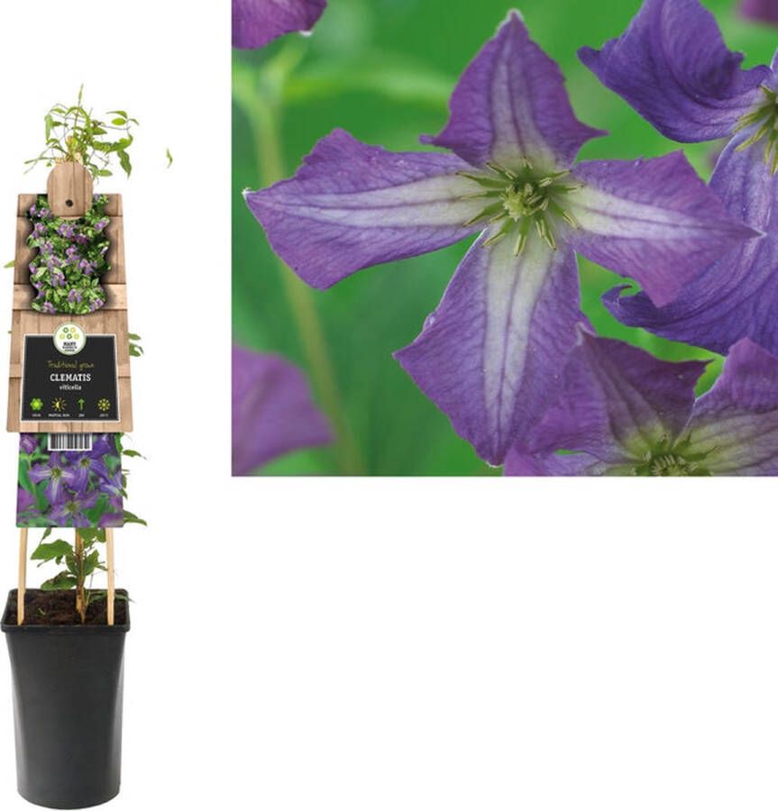 Megatuinshop.nl Klimplant Clematis viticella (Bosrank)