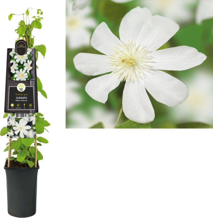 Megatuinshop.nl Klimplant Clematis Wada s Primrose (Bosrank)