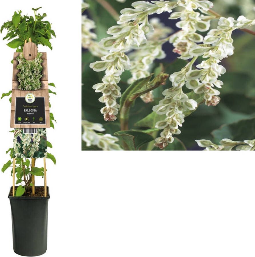 Megatuinshop.nl Klimplant Fallopia aubertii (bruidssluier)