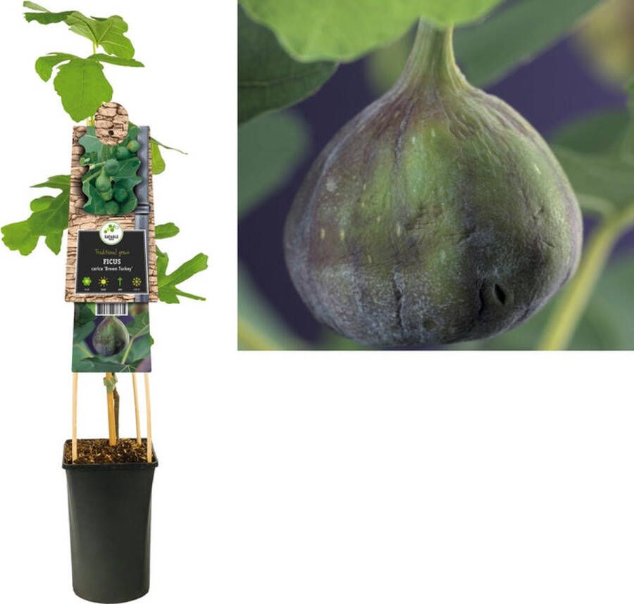 Megatuinshop.nl Klimplant Ficus carica Brown Turkey (vijg)