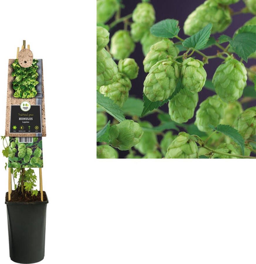 Megatuinshop.nl Klimplant Humulus Lupulus Nordbrau (Hopplant)