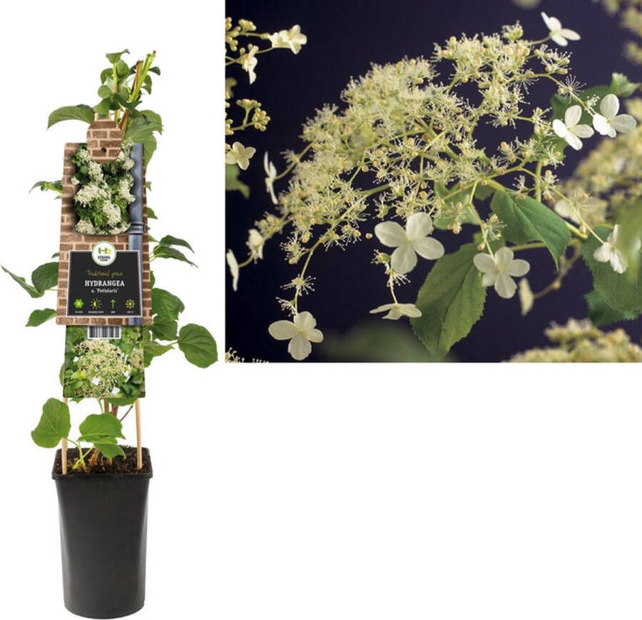 Megatuinshop.nl Klimplant Hydrangea a. Petiolaris (klimhortensia)