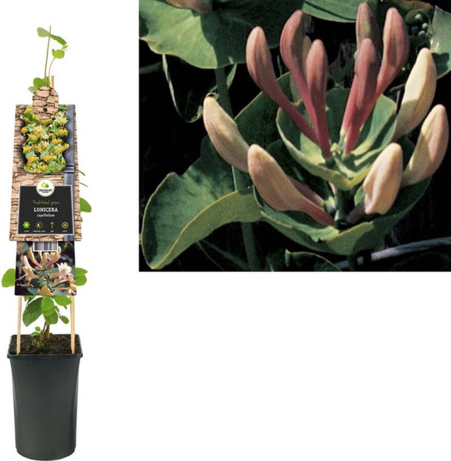 Megatuinshop.nl Klimplant Lonicera caprifolium (kamperfoelie)