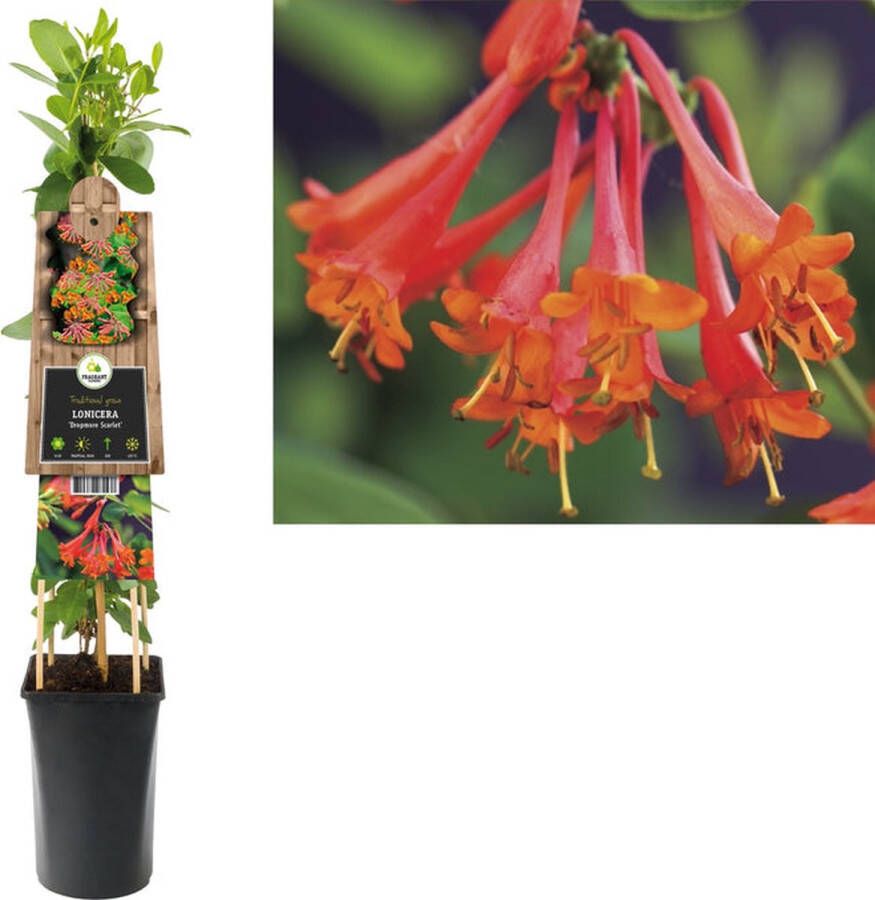 Megatuinshop.nl Klimplant Lonicera Dropmore Scarlet (kamperfoelie)