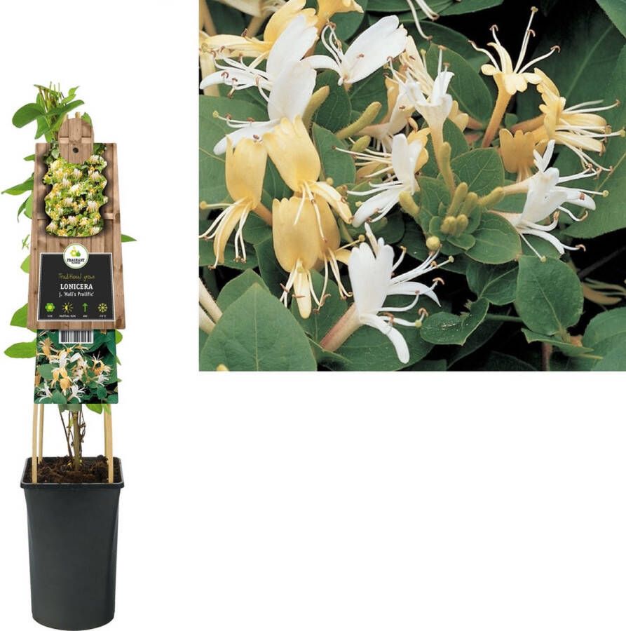 Megatuinshop.nl Klimplant Lonicera j. Hall s Prolific (kamperfoelie)