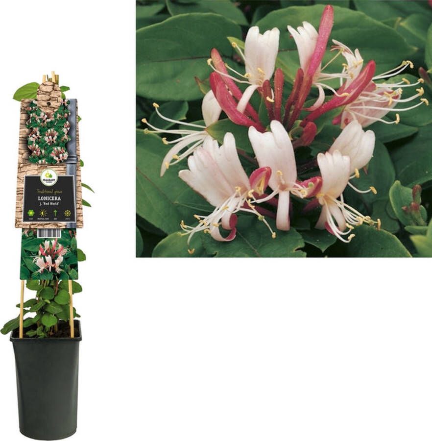 Megatuinshop.nl Klimplant Lonicera j. Red World (kamperfoelie)