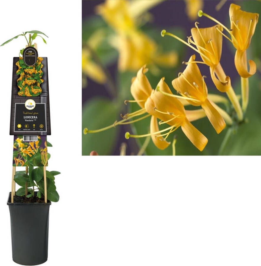 Megatuinshop.nl Klimplant Lonicera Mandarin PBR (kamperfoelie)