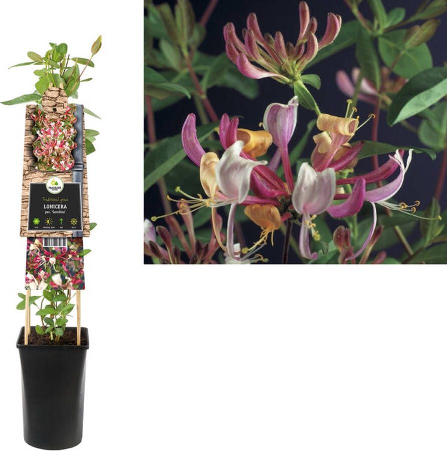 Megatuinshop.nl Klimplant Lonicera per. Serotina (kamperfoelie)