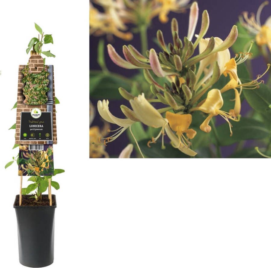 Megatuinshop.nl Klimplant Lonicera periclymenum (kamperfoelie)