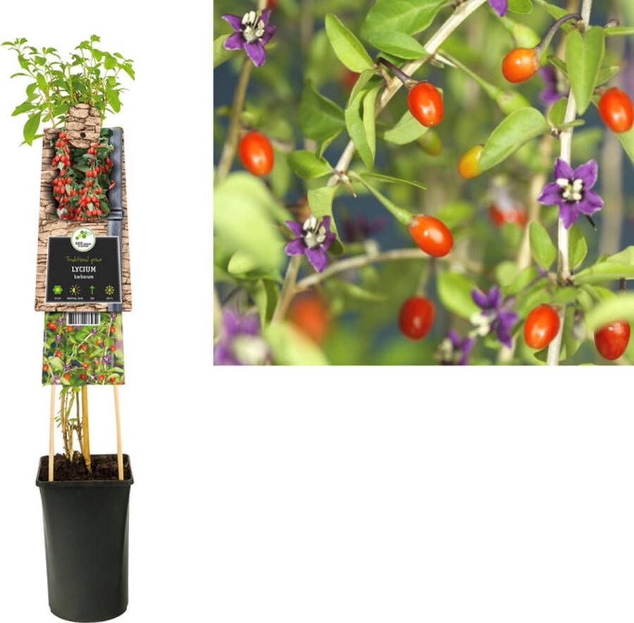 Megatuinshop.nl Klimplant Lycium barbarum (goij-bes)