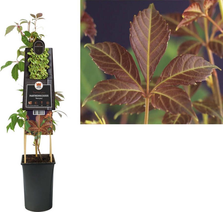 Megatuinshop.nl Klimplant Parthenocissus Henryana (wilde wingerd)