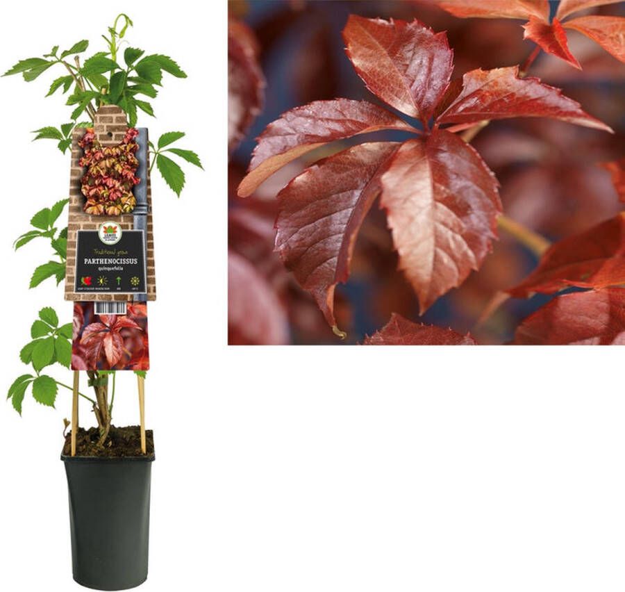 Megatuinshop.nl Klimplant Parthenocissus quinquefolia (wilde wingerd)