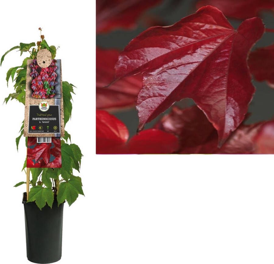 Megatuinshop.nl Klimplant Parthenocissus tr. Veitchii (wilde wingerd)