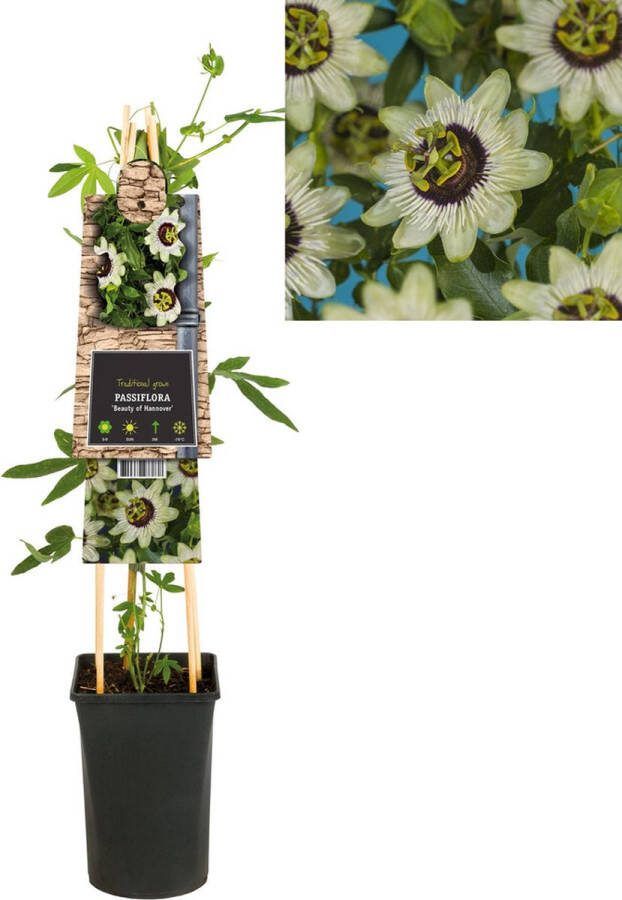 Megatuinshop.nl Klimplant Passiflora Beauty of Hannover (passiebloem)