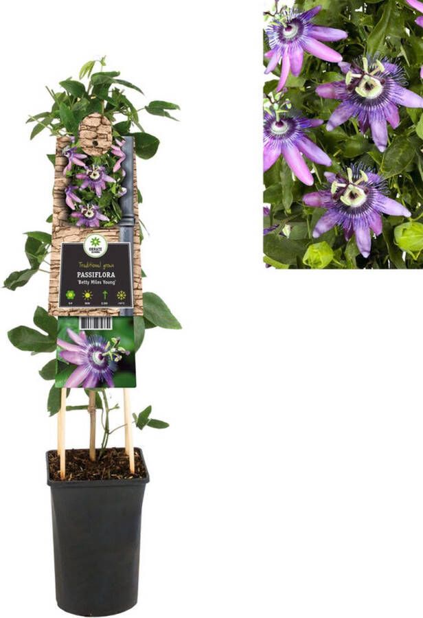 Megatuinshop.nl Klimplant Passiflora Betty Miles Young (passiebloem)