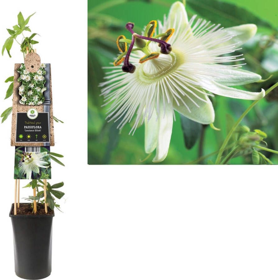 Megatuinshop.nl Klimplant Passiflora Constance Elliott (passiebloem)