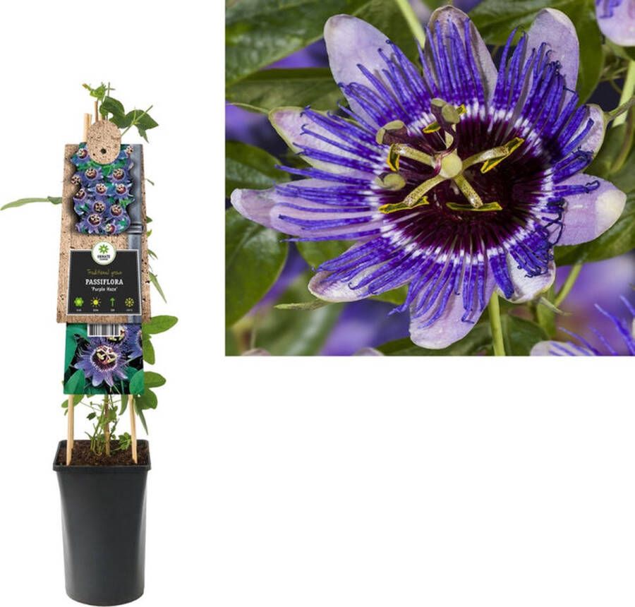 Megatuinshop.nl Klimplant Passiflora Purple Haze (passiebloem)