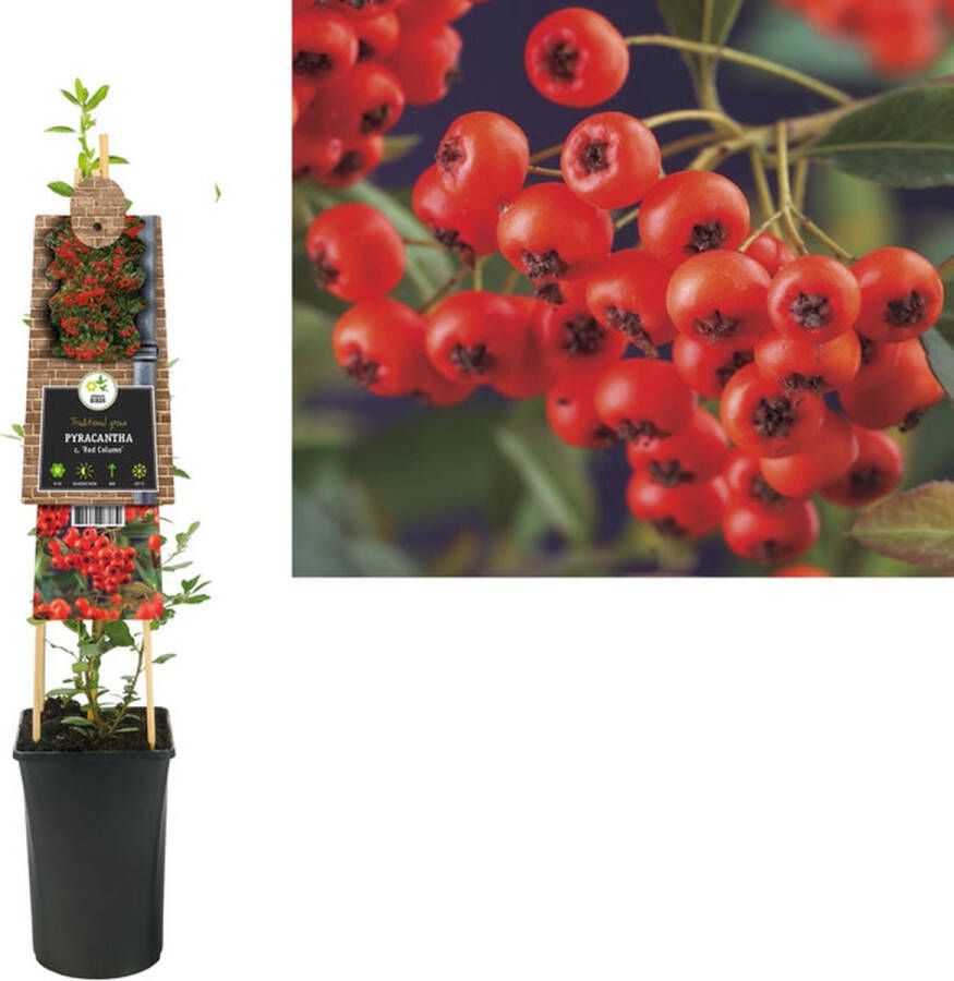 Megatuinshop.nl Klimplant Pyracantha c. Red Column (vuurdoorn)