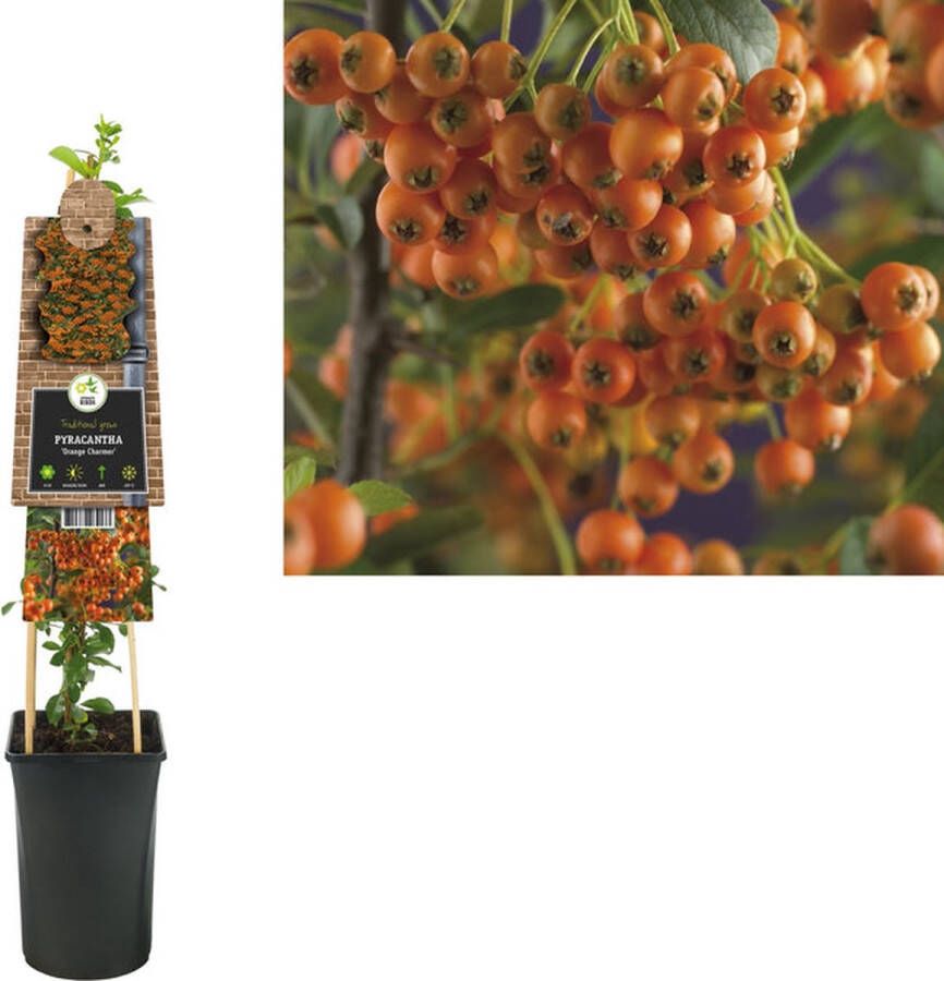 Megatuinshop.nl Klimplant Pyracantha Orange Charmer (vuurdoorn)