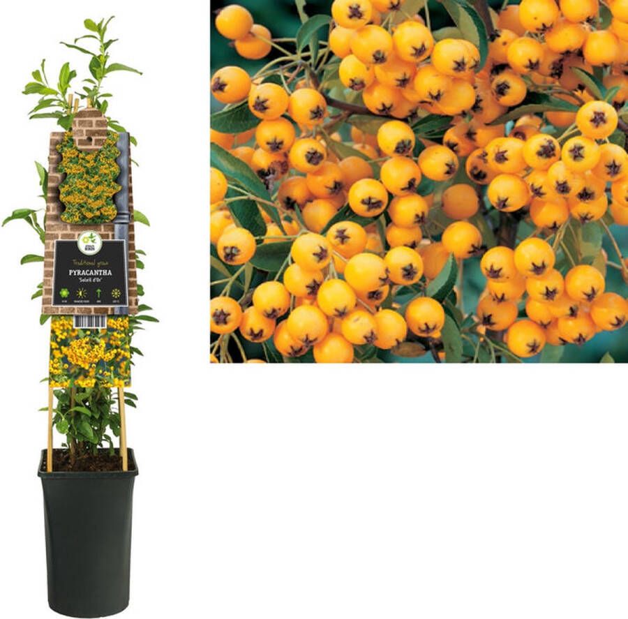 Megatuinshop.nl Klimplant Pyracantha Soleil d Or (vuurdoorn)