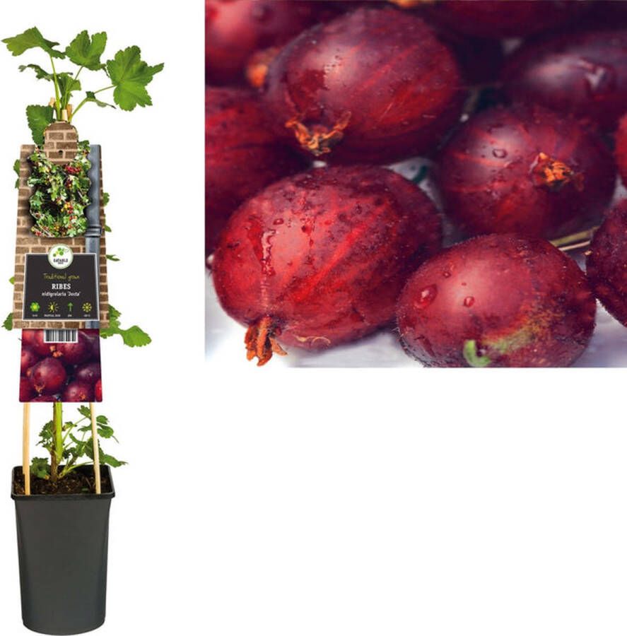 Megatuinshop.nl Klimplant Ribes nidigrolaria Josta (zwarte bes)