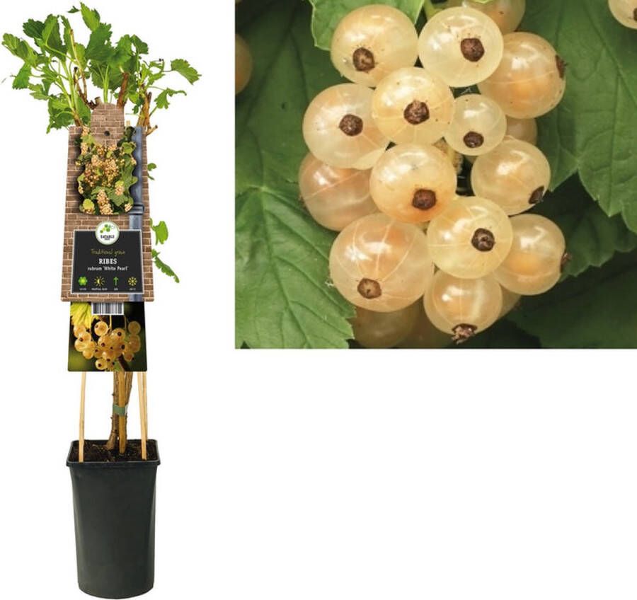 Megatuinshop.nl Klimplant Ribes rubrum White Pearl (witte aalbes)