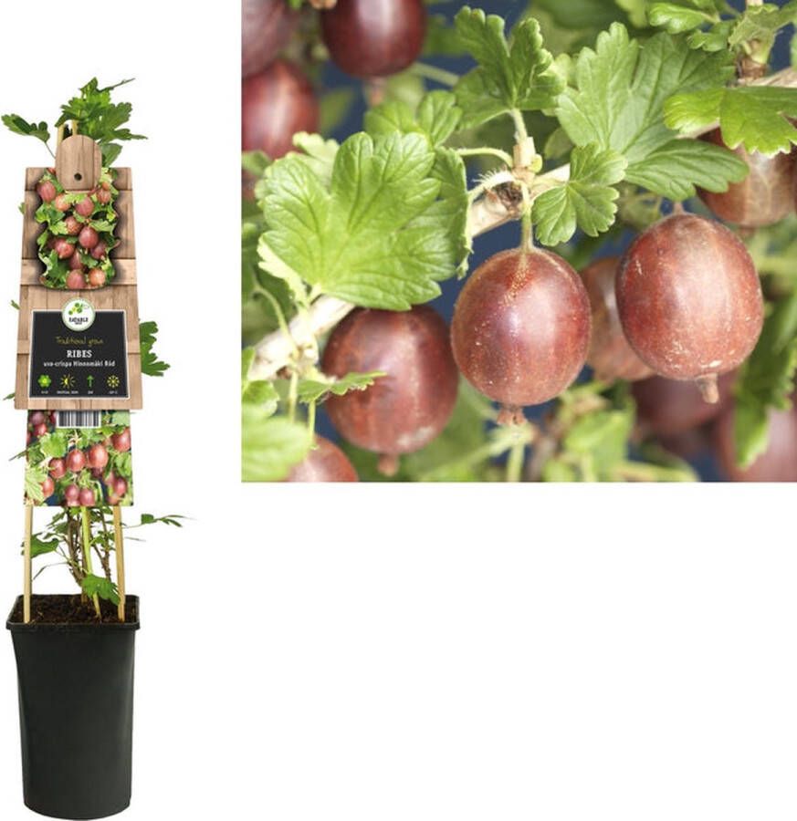 Megatuinshop.nl Klimplant Ribes uva-crispa Hinnomäki Röd (kruisbes)