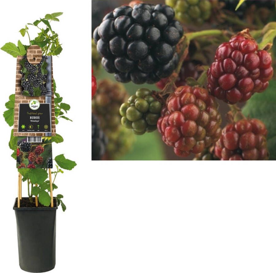 Megatuinshop.nl Klimplant Rubus Himalaya (braam)