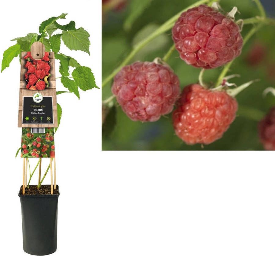 Megatuinshop.nl Klimplant Rubus Malling Promise (framboos)