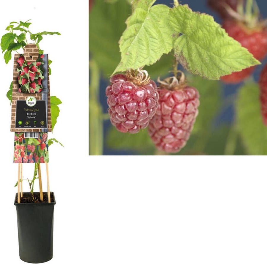 Megatuinshop.nl Klimplant Rubus Tayberry (framboos)