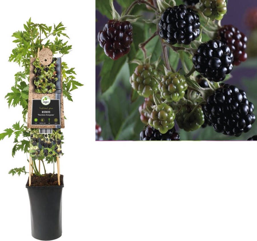 Megatuinshop.nl Klimplant Rubus Thornless Evergreen (doornloze braam)