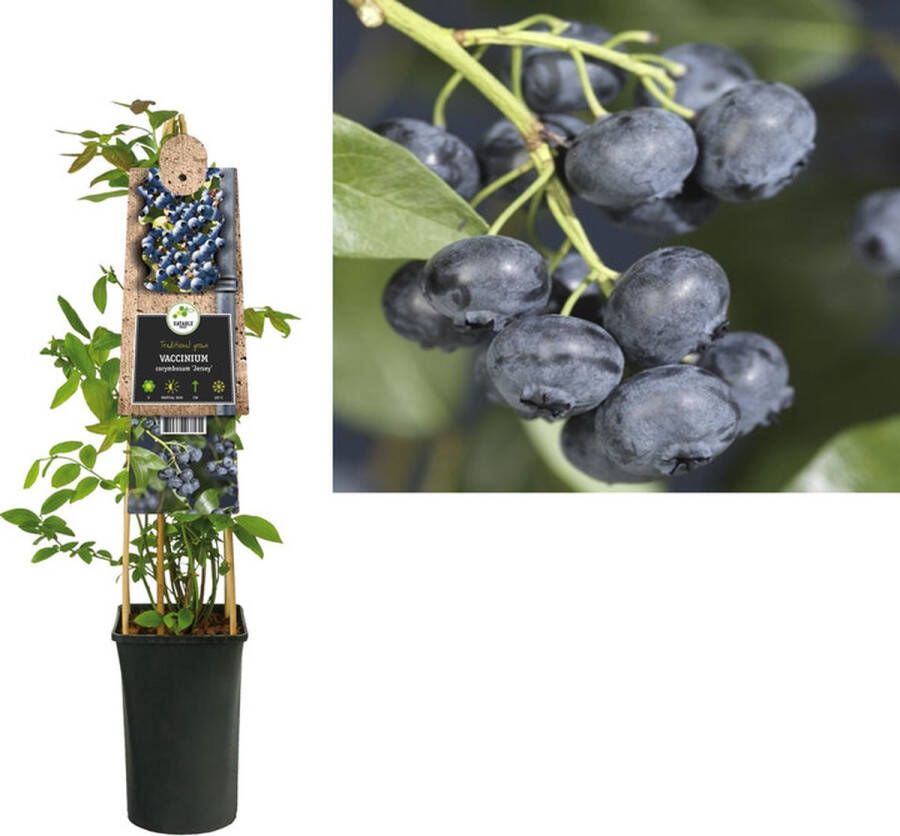 Megatuinshop.nl Klimplant Vaccinium corymbosum Jersey (bosbes)