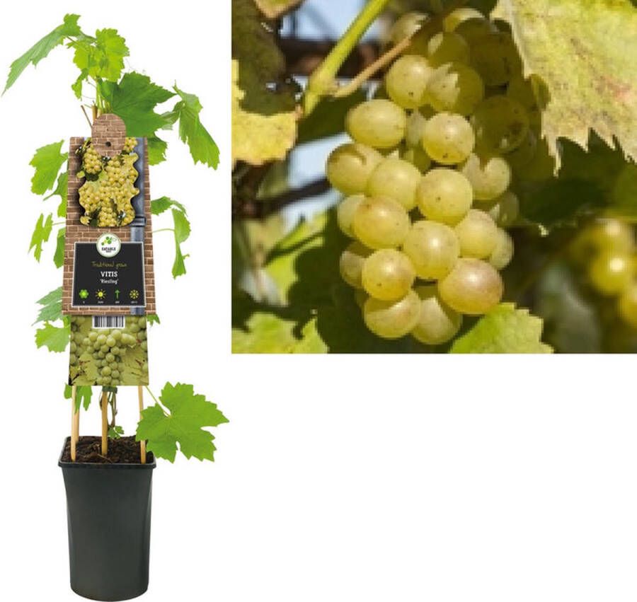 Megatuinshop.nl Klimplant Vitis Riesling (druif)