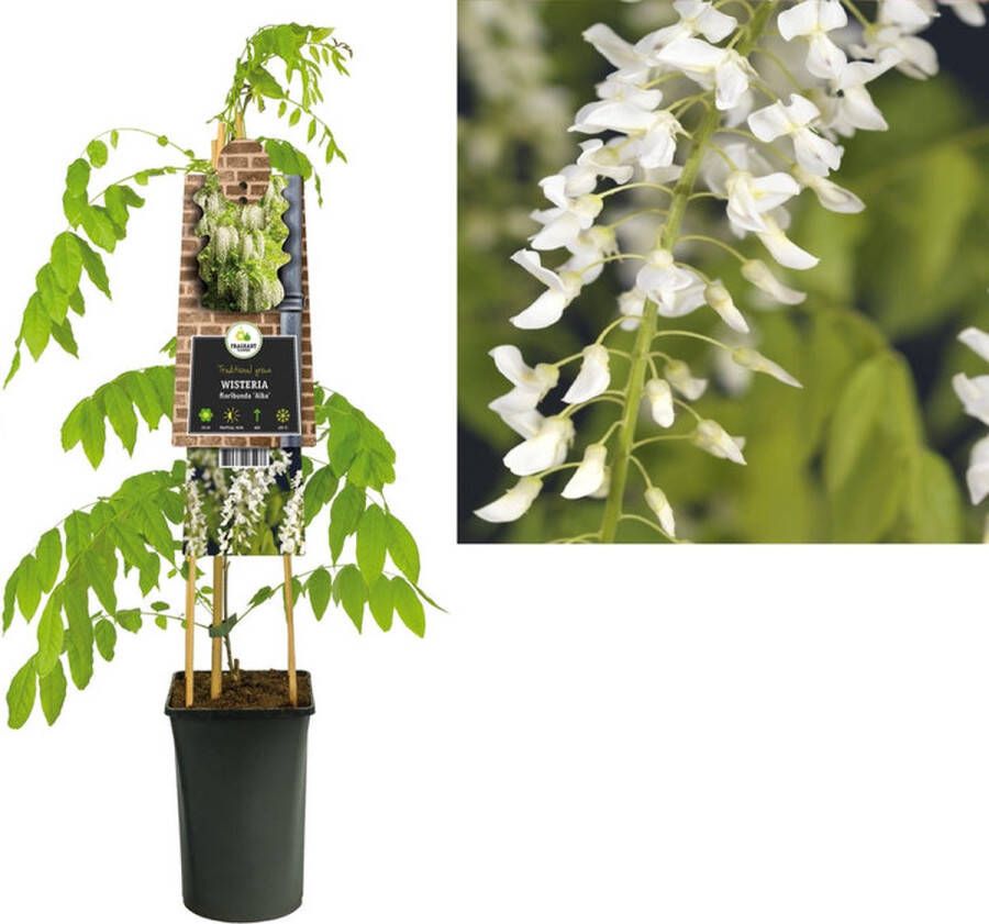 Megatuinshop.nl Klimplant Wisteria floribunda Alba (blauwe regen)