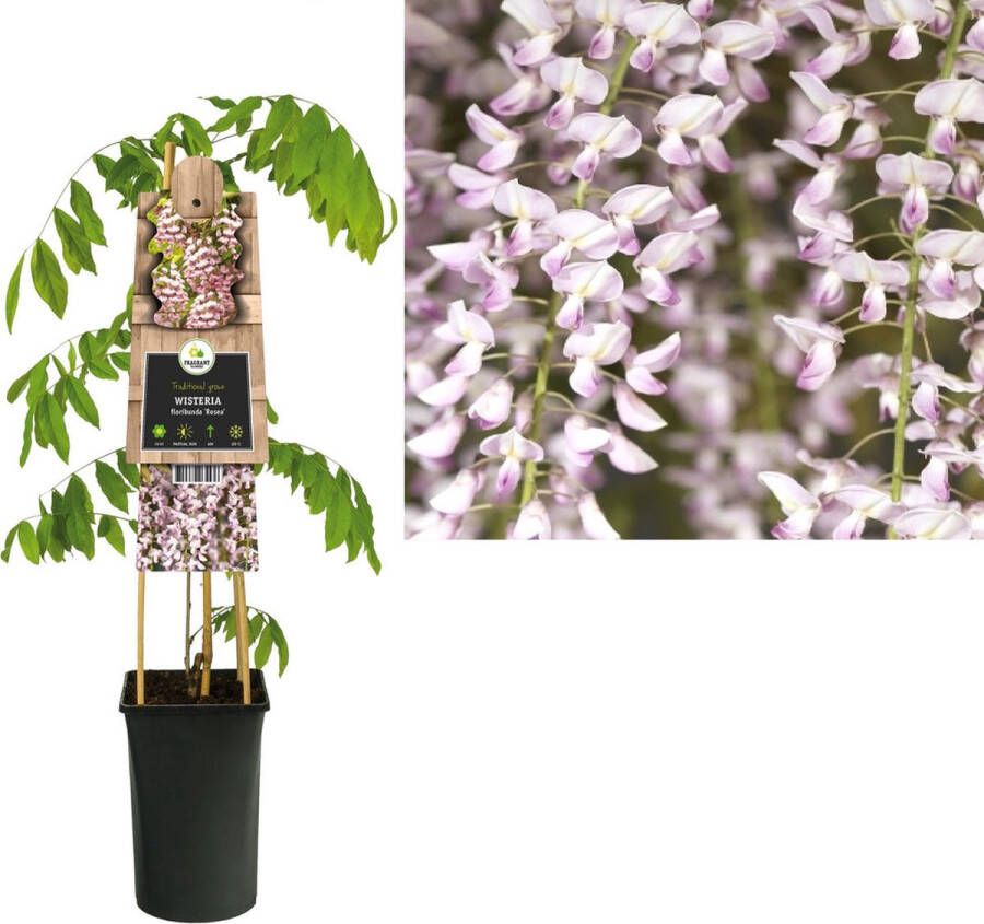 Megatuinshop.nl Klimplant Wisteria floribunda Rosea (blauwe regen)