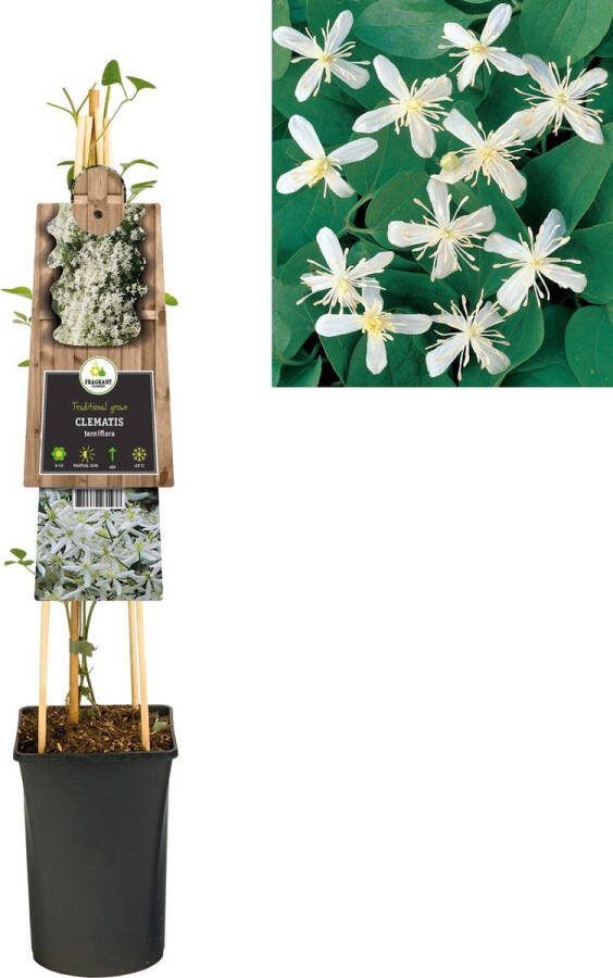 Megatuinshop.nl Klimplanten Clematis terniflora (Bosrank)