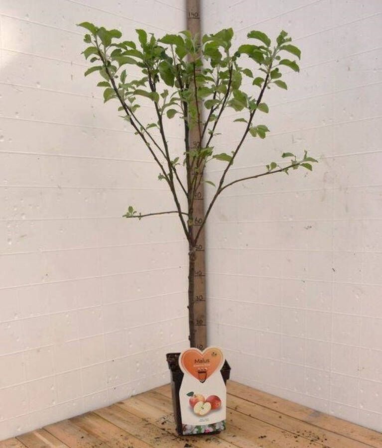 Merkloos Elstar Appelboom -Fruitboom- 150 cm hoog- Laagstam- Potgekweekt- professioneel telersras