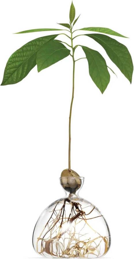 Merkloos Kweekpot voor avocado's kastanjes eikels Hoge kwaliteit kiemglas speciaal tuincadeau kweekset voor zaden ziektekiemen