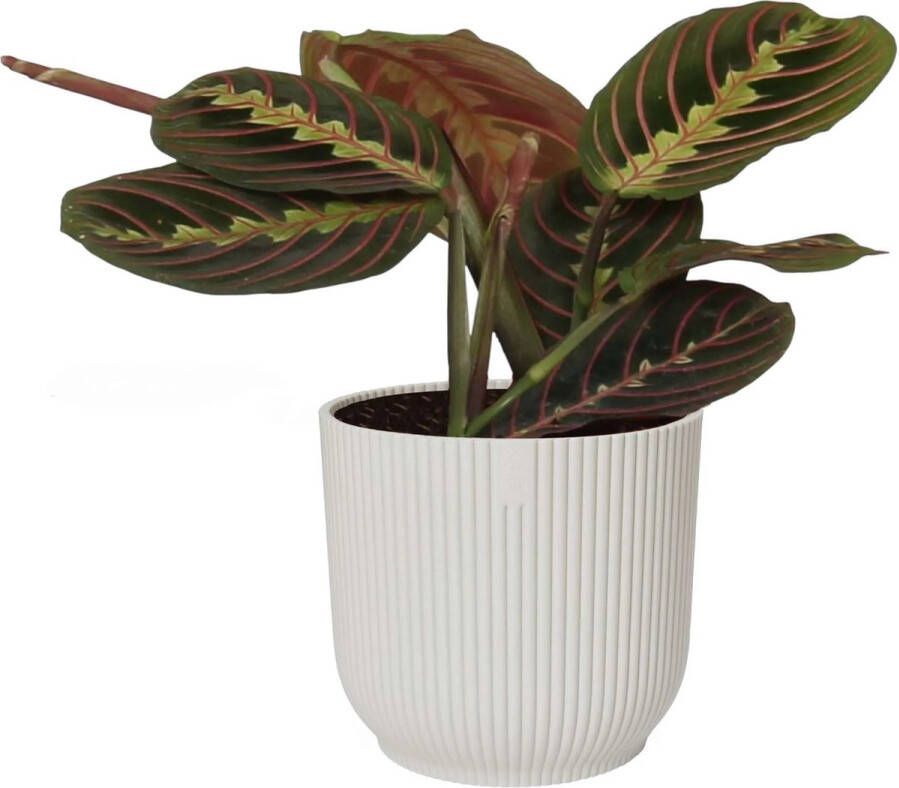 Merkloos Maranta leuconeura 'Tricolor ' in ELHO sierpot Vibes Fold (zijdewit) ↨ 20cm hoge kwaliteit planten