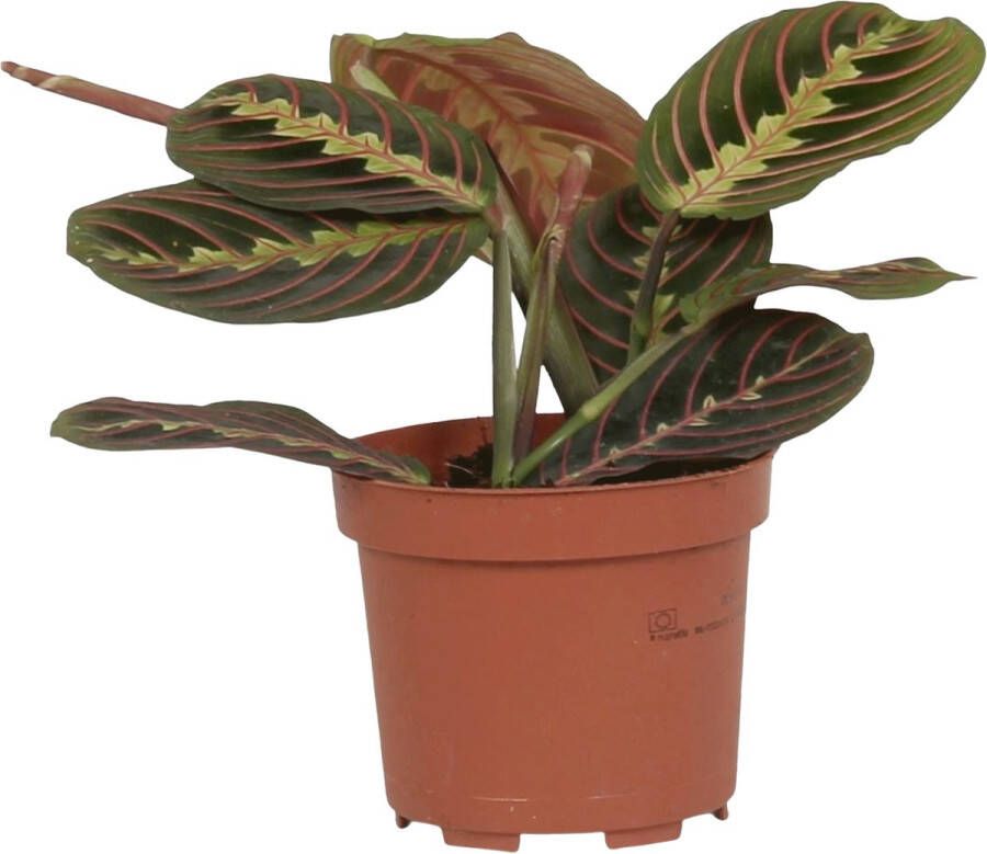 Merkloos Maranta leuconeura 'Tricolor ' ↨ 20cm hoge kwaliteit planten