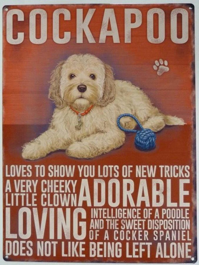 Metal signs UK Wandbord Cockapoo -30x40cm