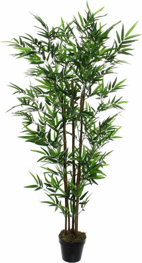 Mica Decorations Bamboe In Pot Maat In Cm: 180 X 80 Groen